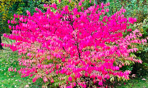 Красавец-бересклет добавляет в палитру осеннего сада фантастический розовый цвет. 17 октября 2019 г.